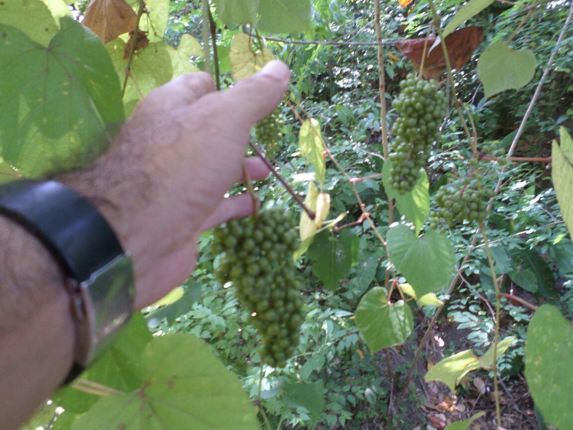 Las Mananitas De La Sierra 埃尔扎伊诺 外观 照片