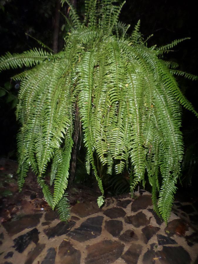 Las Mananitas De La Sierra 埃尔扎伊诺 外观 照片