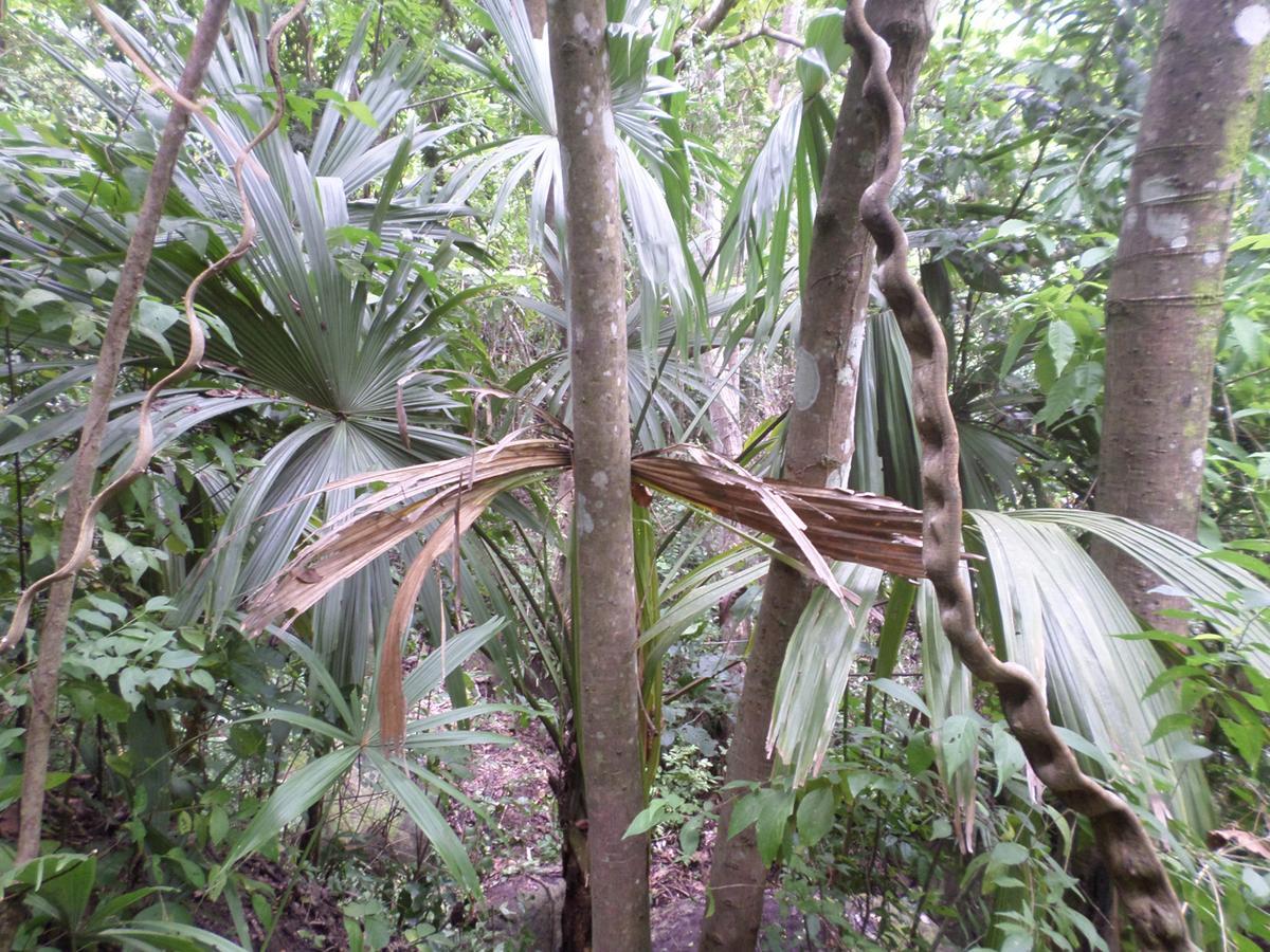 Las Mananitas De La Sierra 埃尔扎伊诺 外观 照片